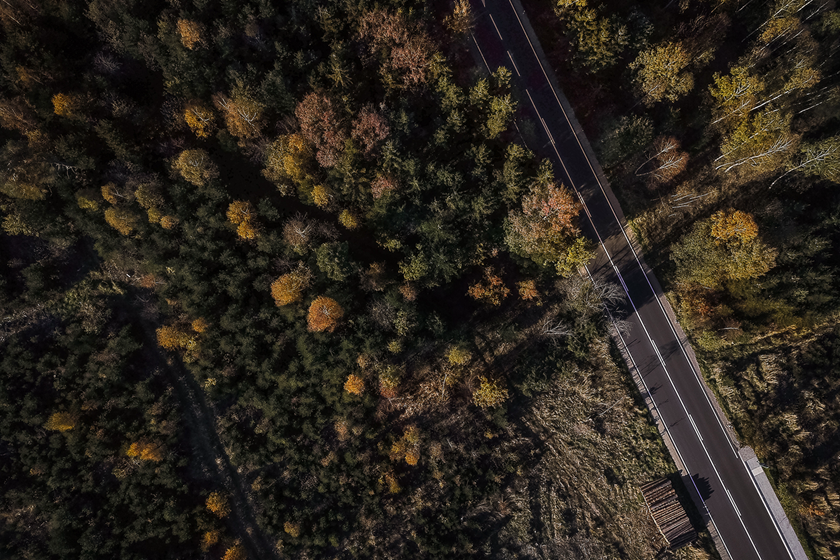 Road through the forest