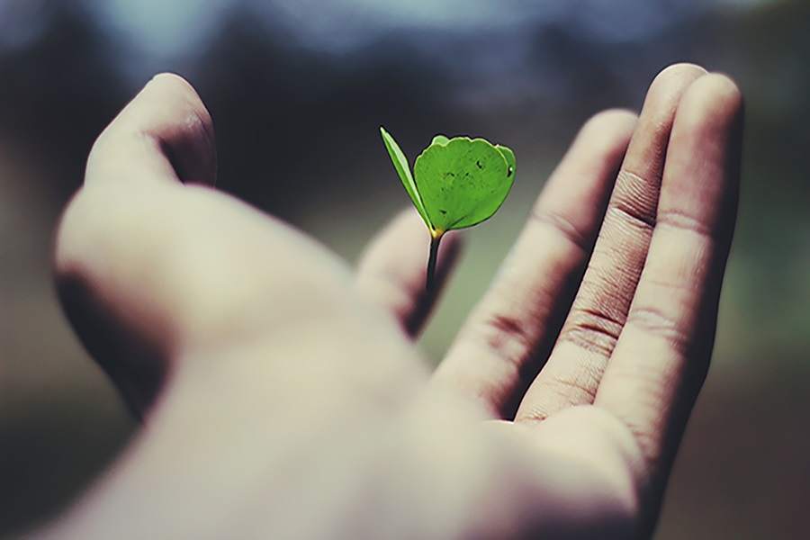 hand holding leaf